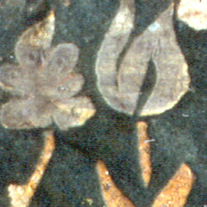 Leather - Fragment (Spain), ca. 1700