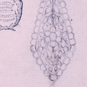 Drawing, Design for an earring, 1825–50