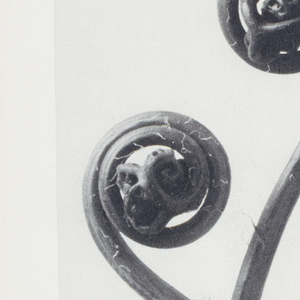 Book Illustration, Urformen der Kunst (Art Forms in Nature), Adiantum pedatum Haarfarn (Maidenhair fern), 1929