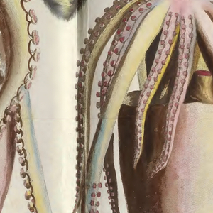 Book Illustration, Locupletissimi rerum naturalium thesauri accurata descriptio . . . , tom. 3; Squid, 1734–65