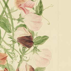 Drawing, Sweet Peas, 1875
