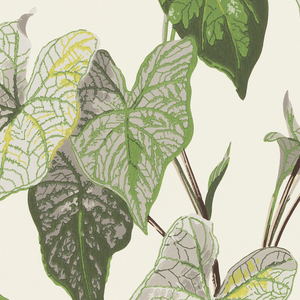 Sidewall, Caladium, ca. 1950
