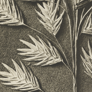 Book Illustration, Art Forms in Nature, Second Series; Hordeum distichum (Barley), 1932