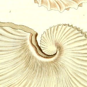 Book Illustration, Les delices des yeux et de l