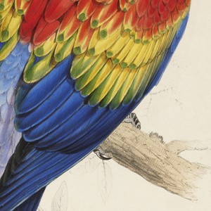 Book Illustration, Illustrations of the Family of Psittacidœ, or Parrots; Macrocercus Aracanga (red and yellow macaw), 1832