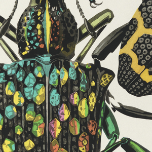 Book Illustration, Insectes, Designs inspired by insects, plate 17, 1927