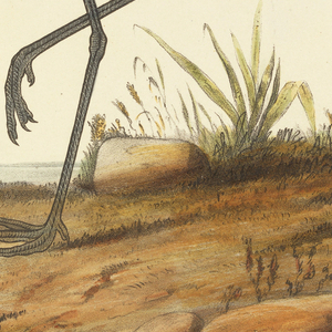 Book Illustration, The Birds of North America: the descriptions of species based chiefly on the collections in the Museum of the Smithsonian Institution, vol. 2, Grus Fraterculus (Little Crane), plate 37, ca. 1855